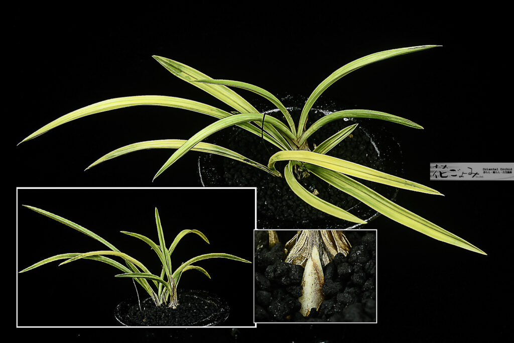 大棚趣味家～薄ピンク芽・素心花・素心花・雲を浮かべる【厚葉中チャボ・ボヤ虎】3