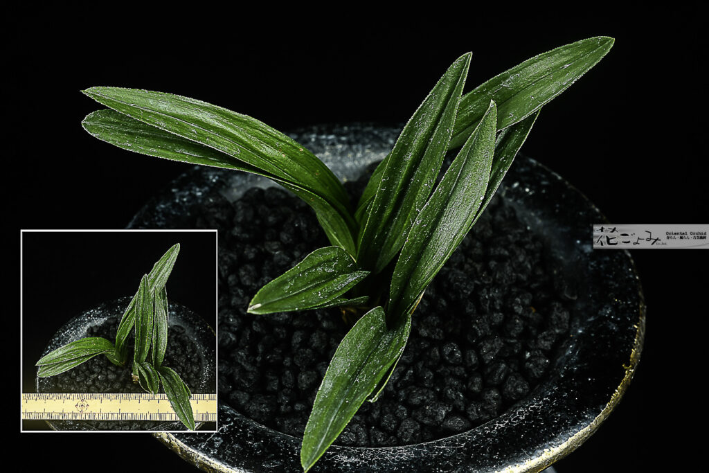 上木・韓国産・羅紗チャボ【百万石】