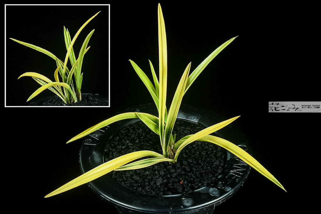 大棚趣味家～薄ピンク芽・素心花【厚葉中チャボ・ボヤ虎】5　s-4458と同一品種