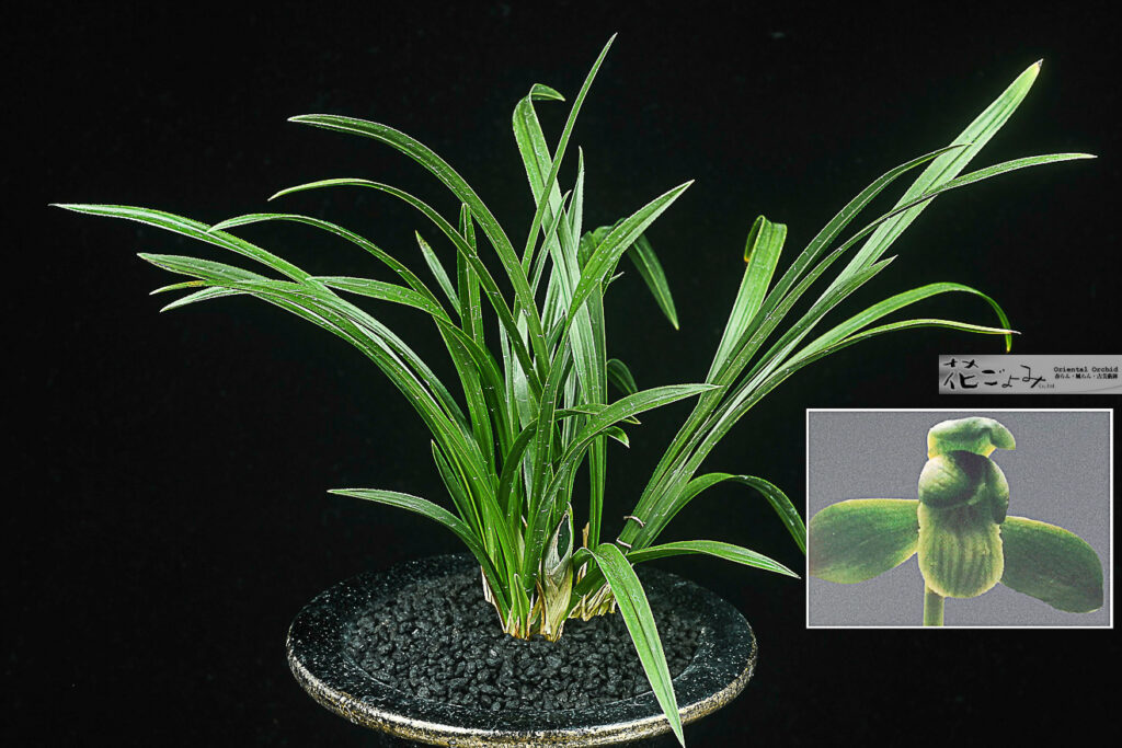 花付・韓国産・ベタ緑舌素心【一渓】