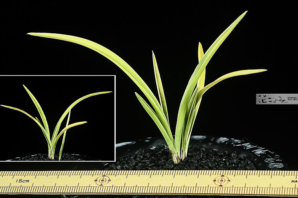 大棚趣味家～薄ピンク芽・素心花【厚葉中チャボ・ボヤ虎】6　s-4458と同一品種