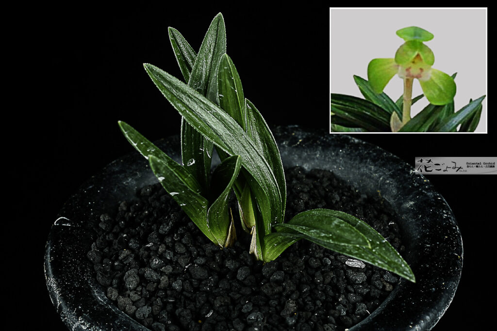 山口産梅弁羅紗チャボ【姫小判】