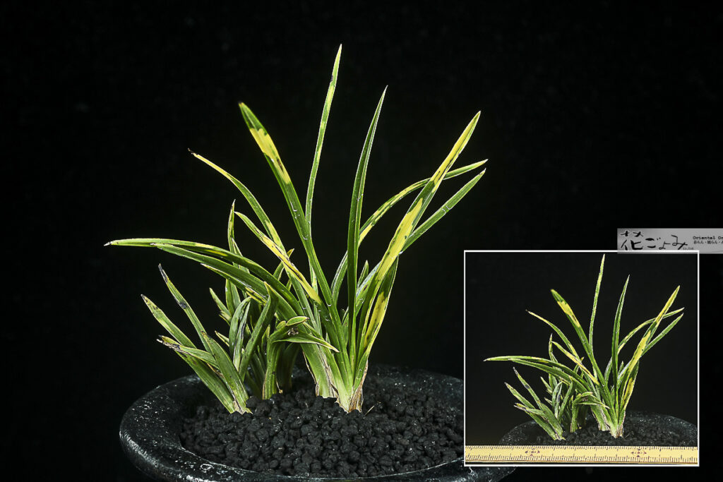 日本春蘭・虎【葛城の花(チャボ？)】