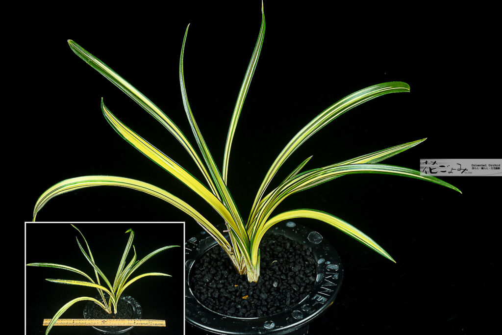 韓国春蘭・山採り【S濃紺無銘極黄中透】