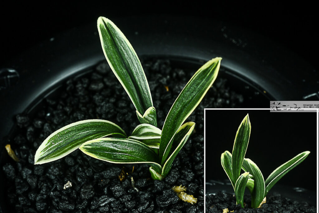 韓国産・覆輪羅紗チャボ【一寸法師】3