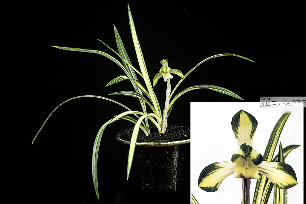 韓国産・美麗中透花・肉厚中透【世明】花付