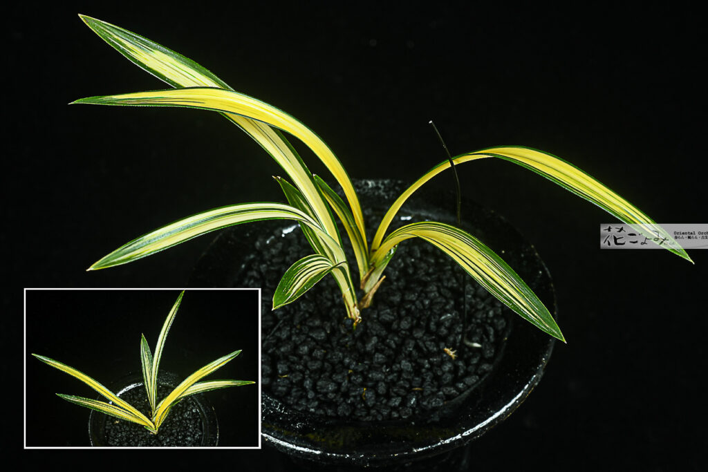 韓国産・チャボ系力和TYPE・美麗縞花【オレンジ中透】1