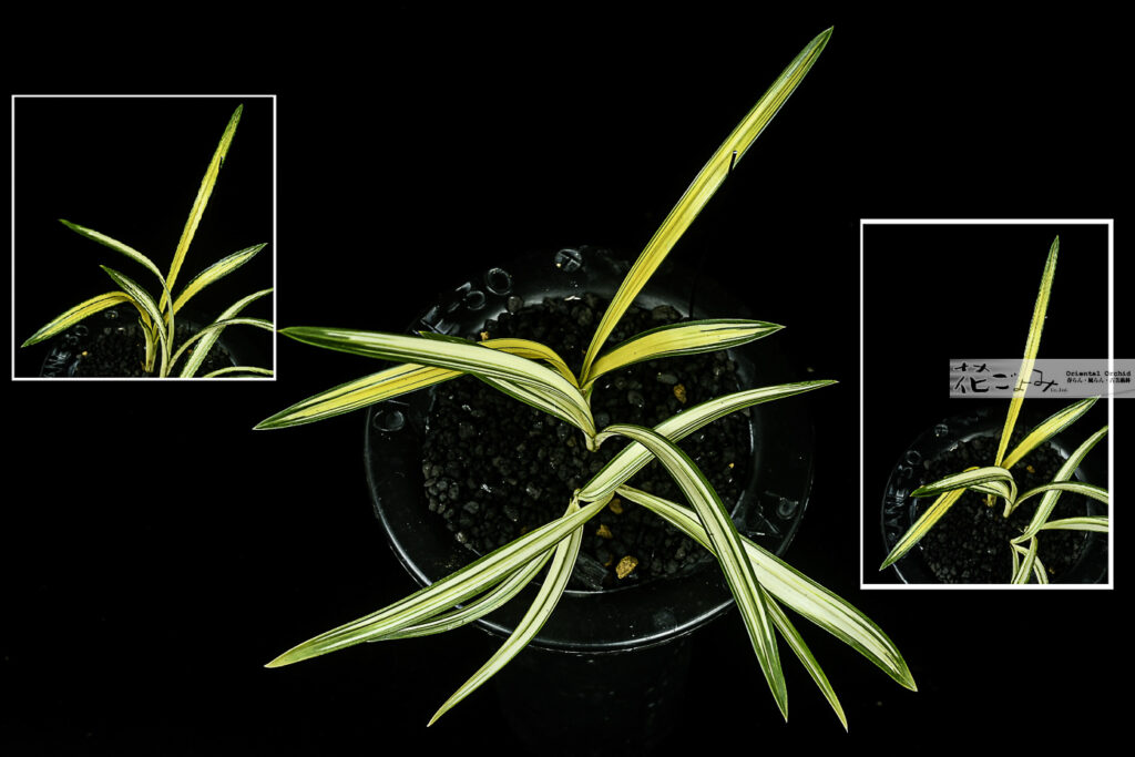 韓国産・チャボ系力和TYPE・美麗縞花【オレンジ中透】2