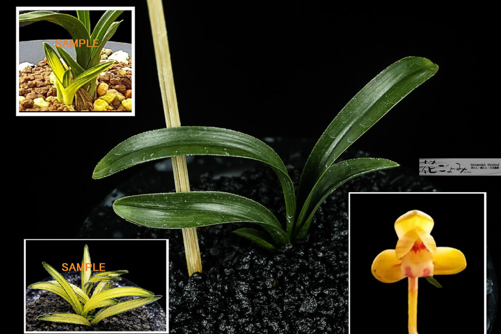 韓国産・愛嬌満点チャボ豆朱金花【宙】5　良く縞・中透を生むチャボ