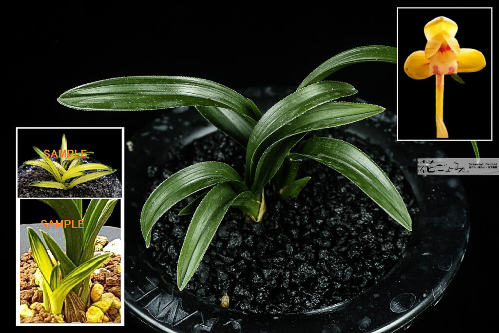 韓国産・愛嬌満点チャボ豆朱金花【宙】6　良く縞・中透を生むチャボ