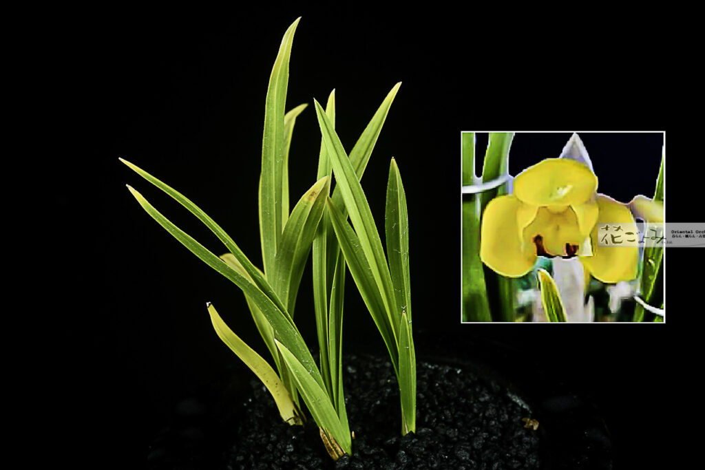 最上木・韓国産チャボ豆黄花【金種】