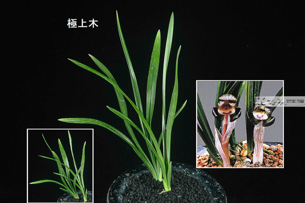 極上木・韓国産・紫豆花【紫夢】1　品種保証