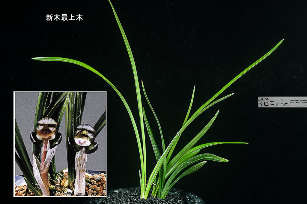 上木・韓国産・紫豆花【紫夢】2　品種保証