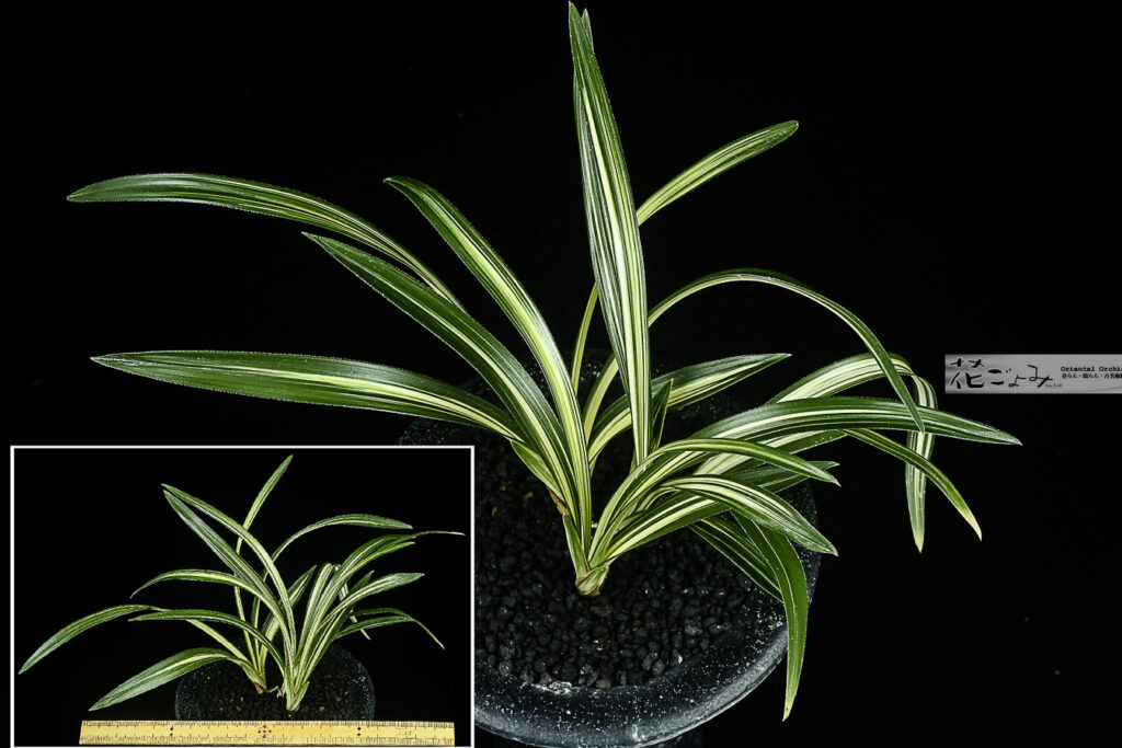 最上芸・韓国産【緑王】愛嬌満点