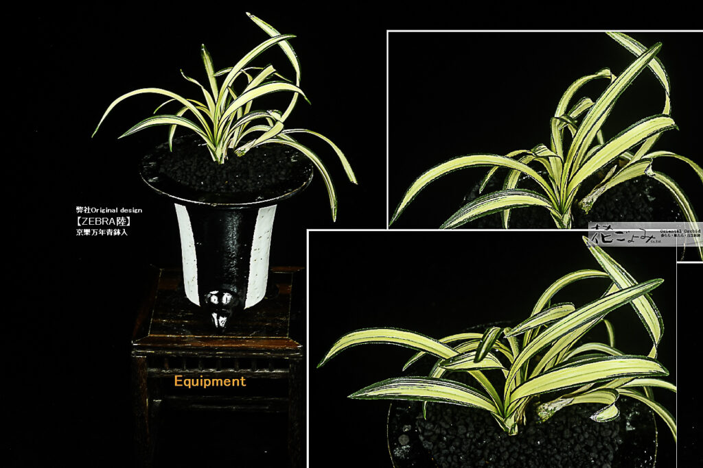 愛嬌満点・日本春蘭【金閣宝】