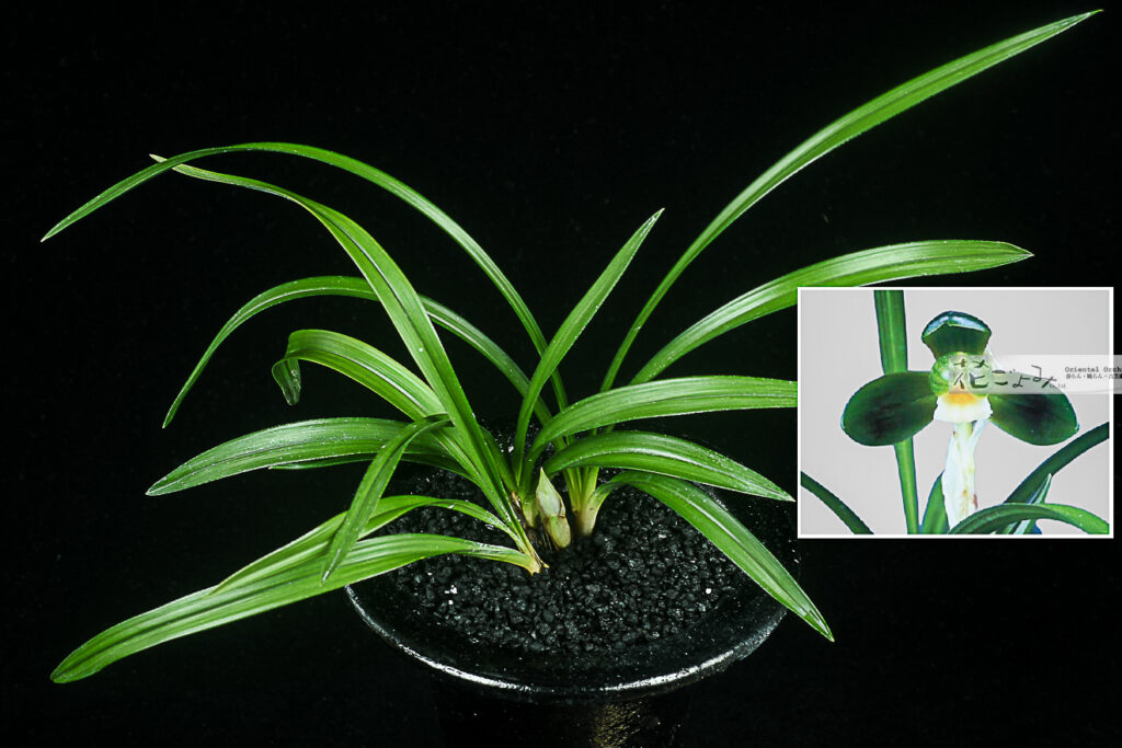 花付・韓国産・チャボ系梅弁素心【善光華】