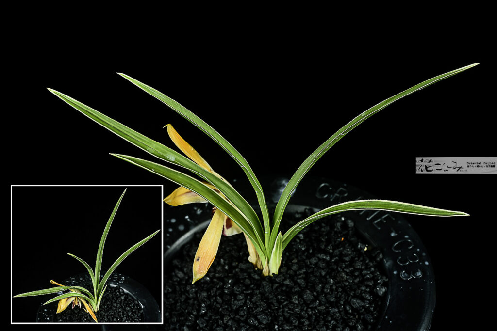 日本春蘭・朱金花天然芽変り【覆輪変化・多摩の夕映】