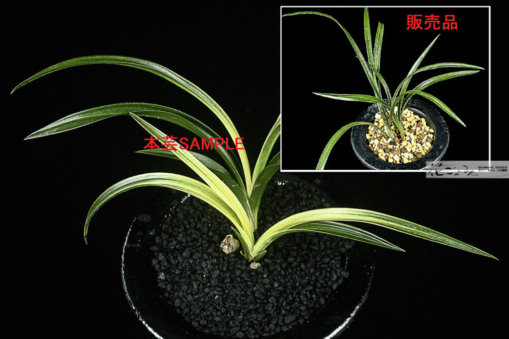 韓国産・山採り厚葉縞花【無銘曙縞】1