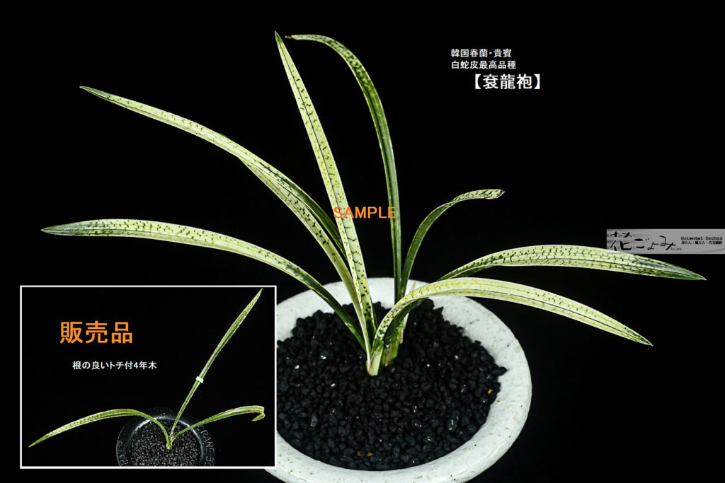 希少品！韓国春蘭・白蛇皮最高品種【袞龍袍】