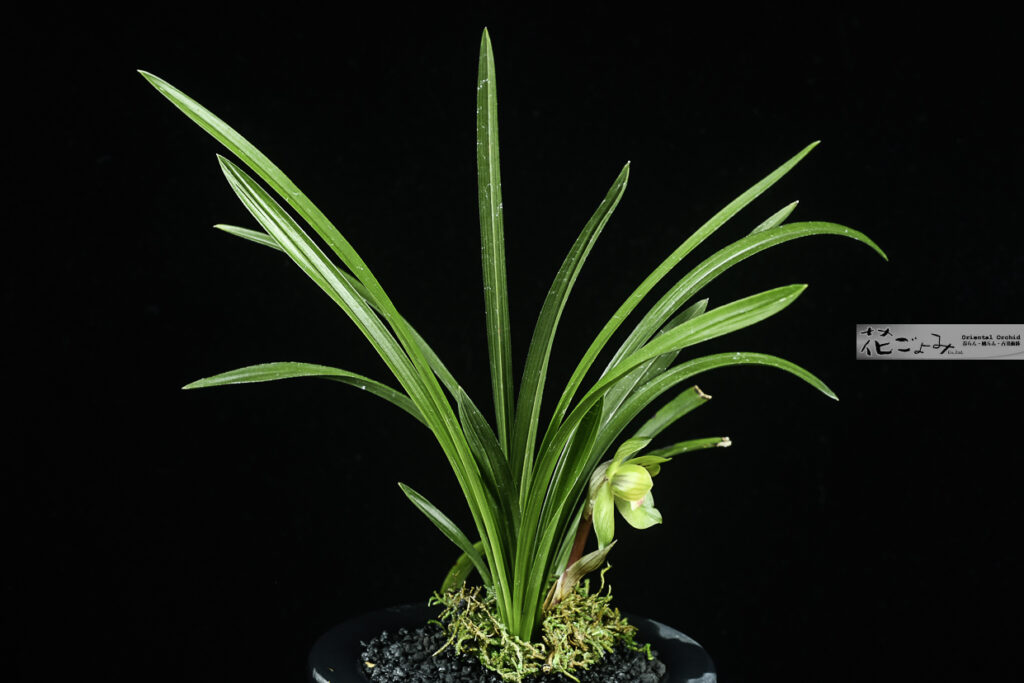 花付・中国春蘭・一茎一花・六弁花【緑雲】最上木