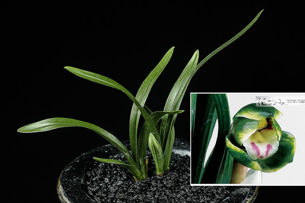 韓国産・チャボ豆散斑花【玉散】