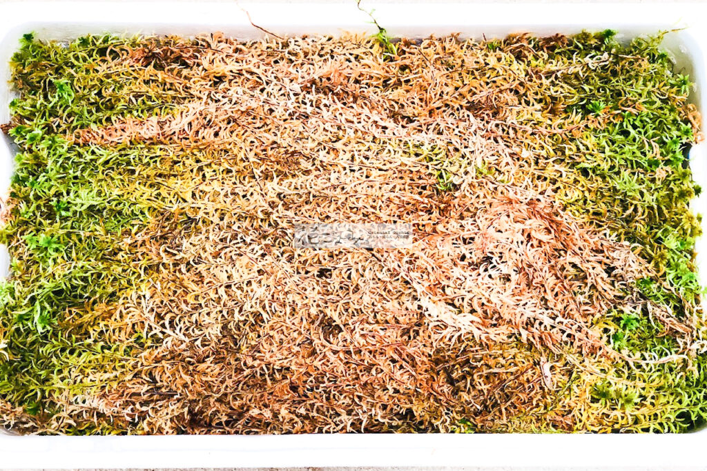 広島産天然生水苔化粧巻き用