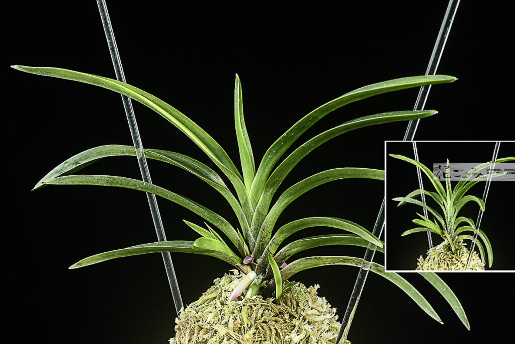 ルビー根混・奄美風蘭・牡丹芸【利休】