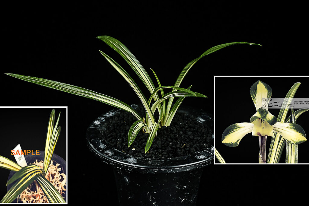 韓国産・美麗中透花・肉厚中押縞【世明】