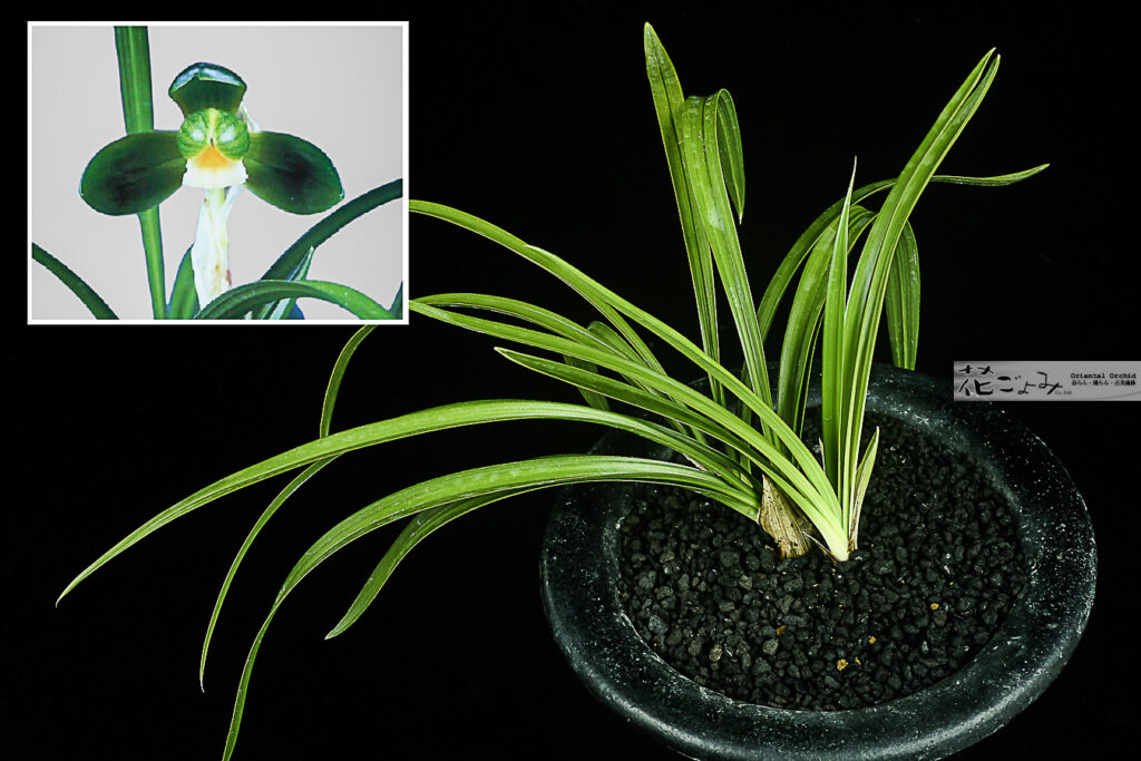 花付・韓国産・チャボ系梅弁素心【善光華】