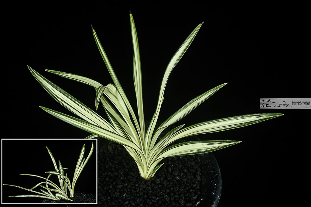 愛嬌満点！鹿児島産【吹上の誉】