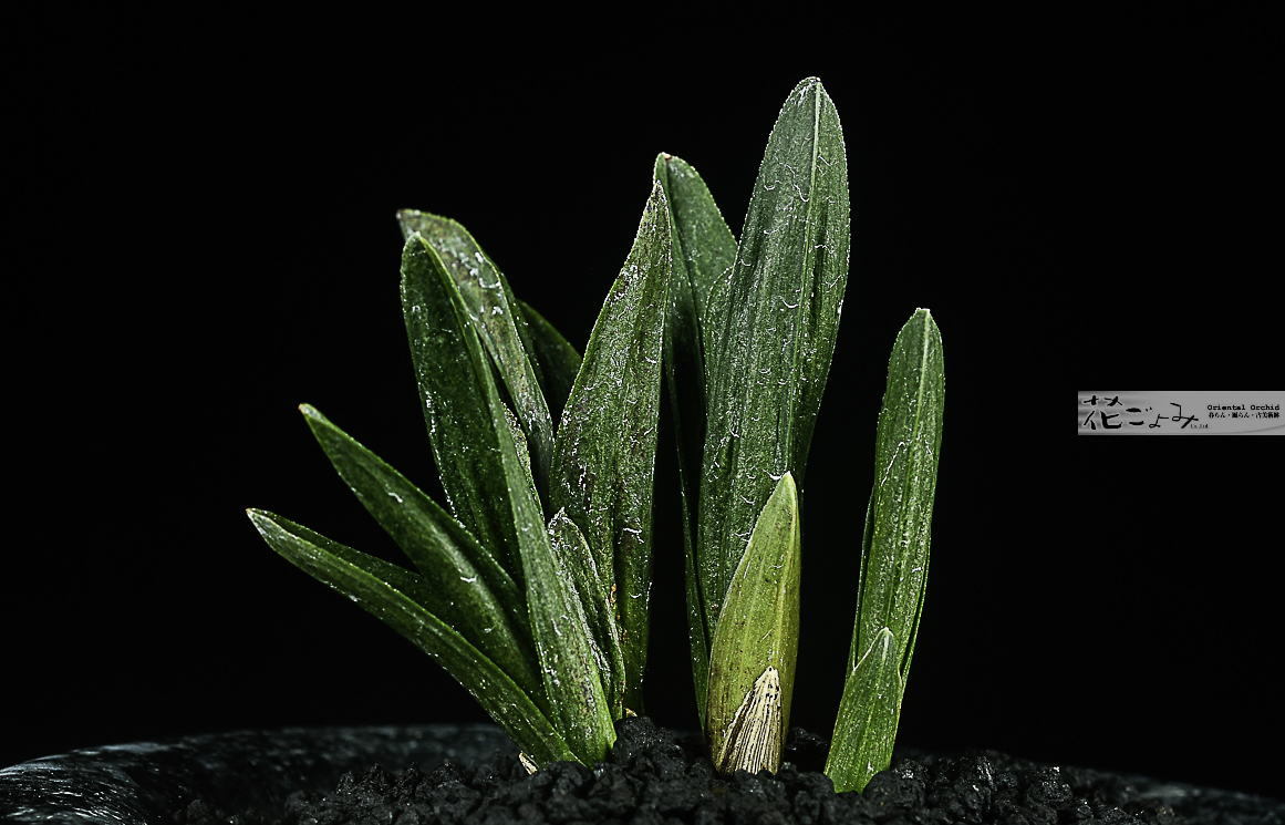 s-4606