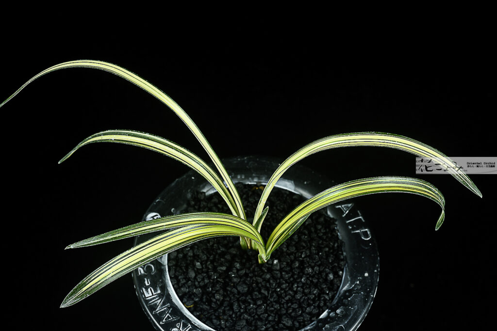 韓国産・梅弁縞花【華秘境】3