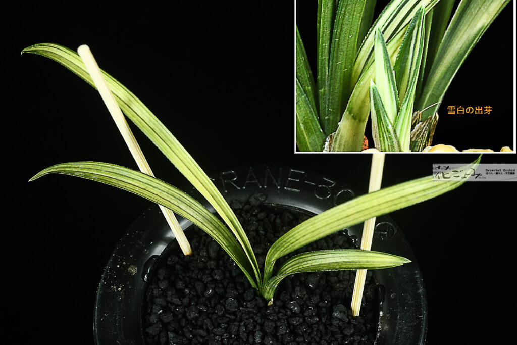 最上木！韓国産・厚葉チャボ・雪白展開蛇皮中透【空(kuu)】2年木（2024年木)