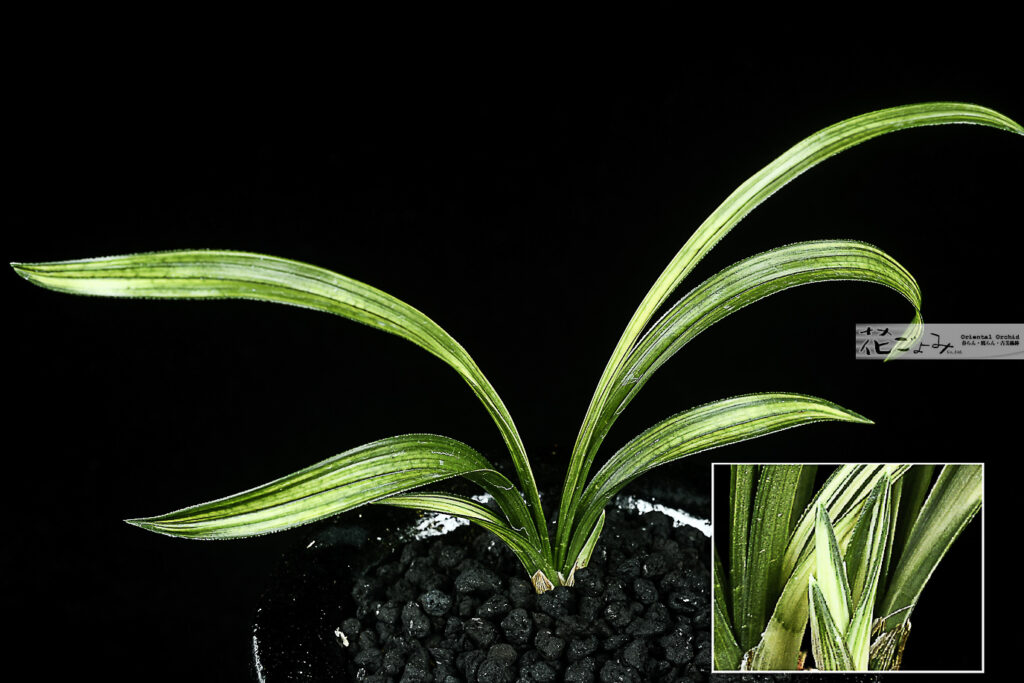 最上木！韓国産・厚葉チャボ・雪白展開蛇皮中透【空(kuu)】新木（2025年木)花ごよみデザイン別注白中帯鉢入