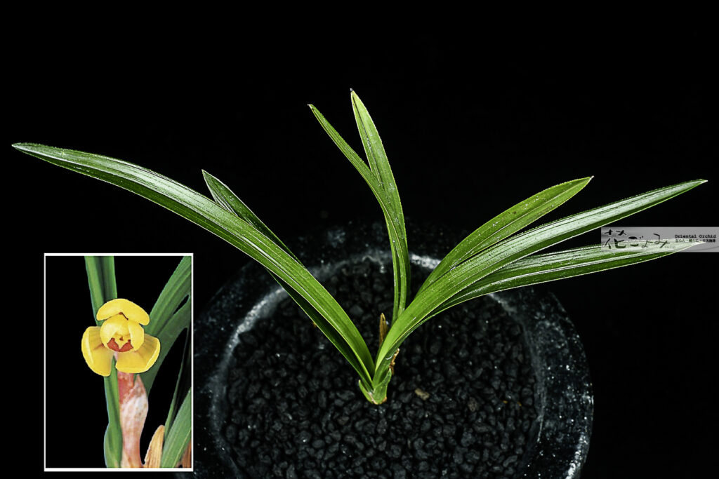 韓国産・極黄豆花【黄梅】品種保証