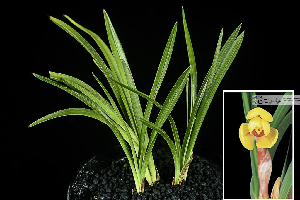 韓国産・極黄豆花【黄梅】品種保証