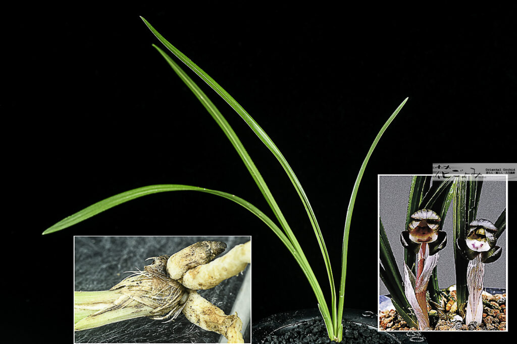 韓国産・紫豆花【紫夢】2-1　新木1本割・品種保証