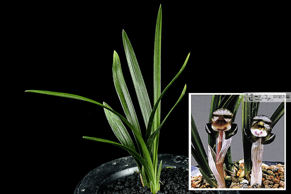 韓国産・紫豆花【紫夢】2-2　品種保証