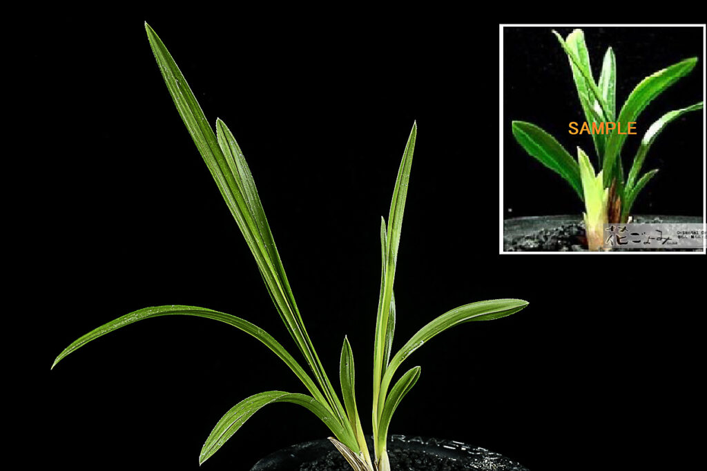 韓国産・山採り【赤芽黄曙厚葉チャボ】未開花