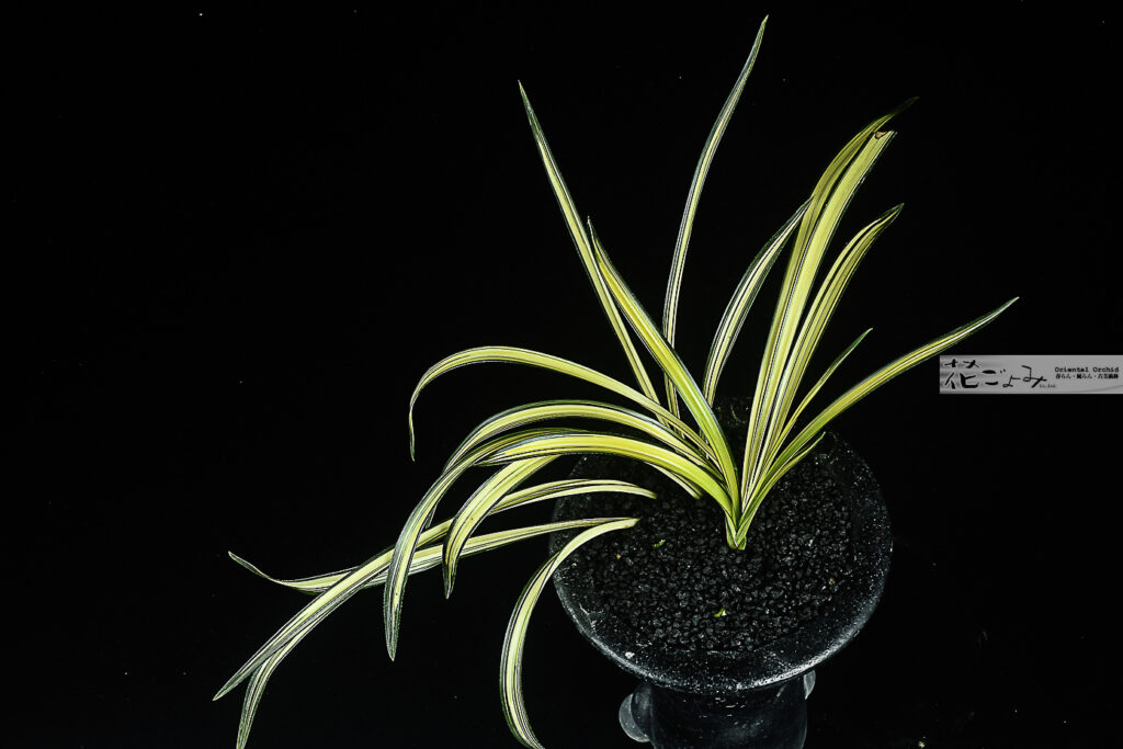 最上木・韓国産濃紺中透【栄光】