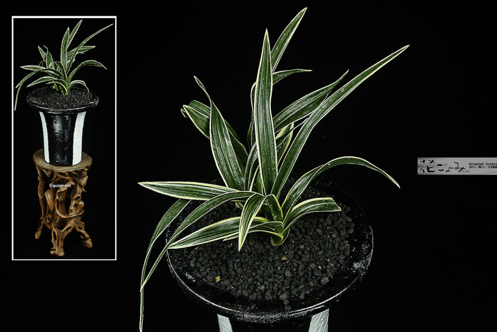 日本春蘭・コンペ覆輪チャボ【稲妻】ZEBRA柒鉢入