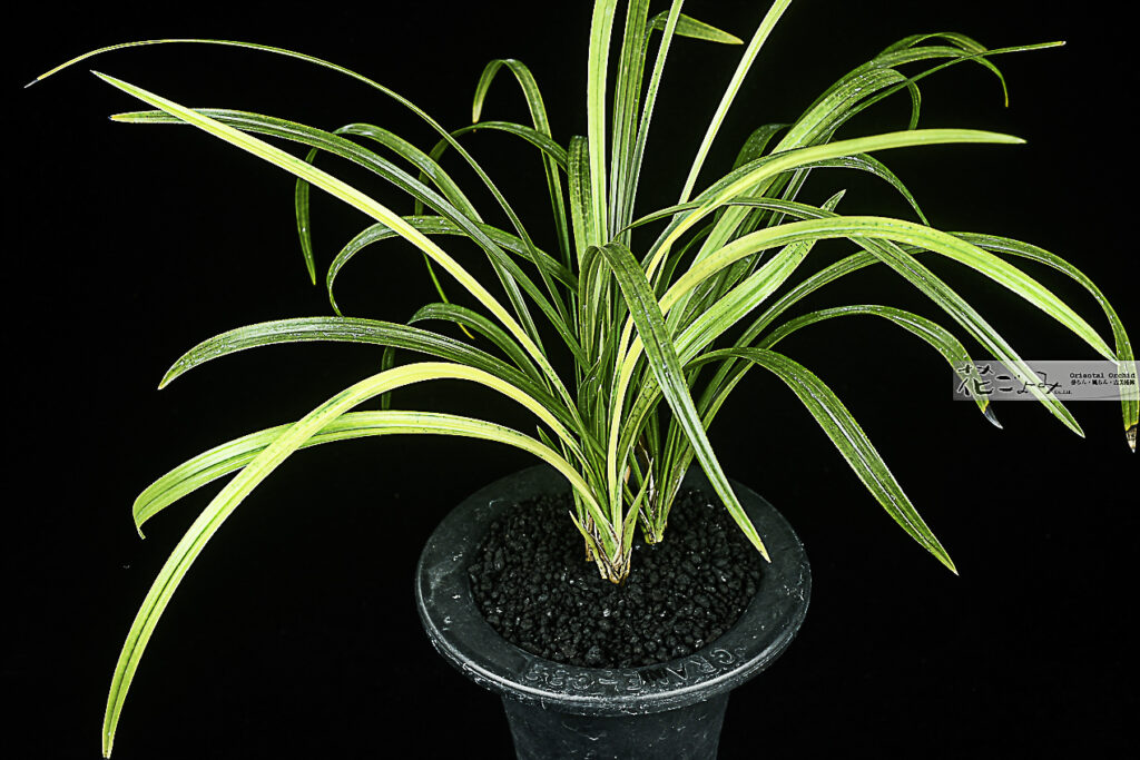 日本春蘭・蛇皮斑【世界の図】