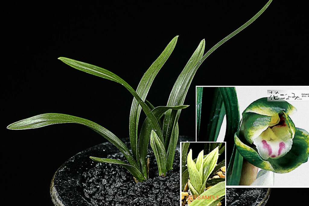 韓国産チャボ豆散斑花【玉散】