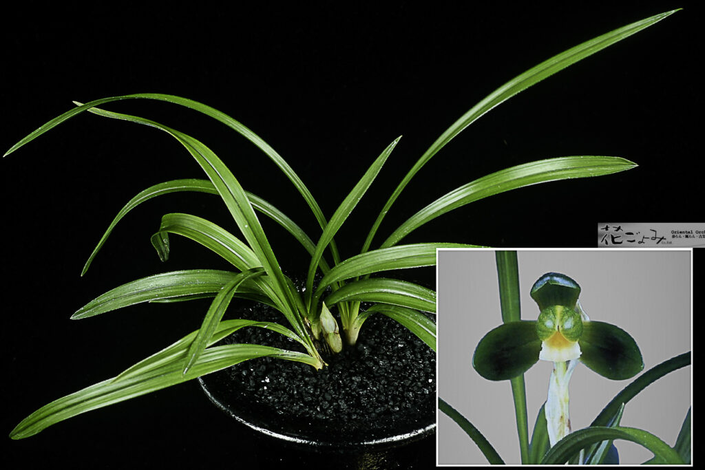 韓国産・チャボ系梅弁素心【善光華】