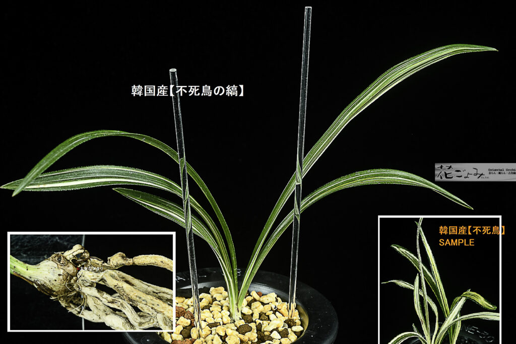 韓国春蘭・山採り【(仮)不死鳥 の親木・厚葉白縞(古木1本)5】