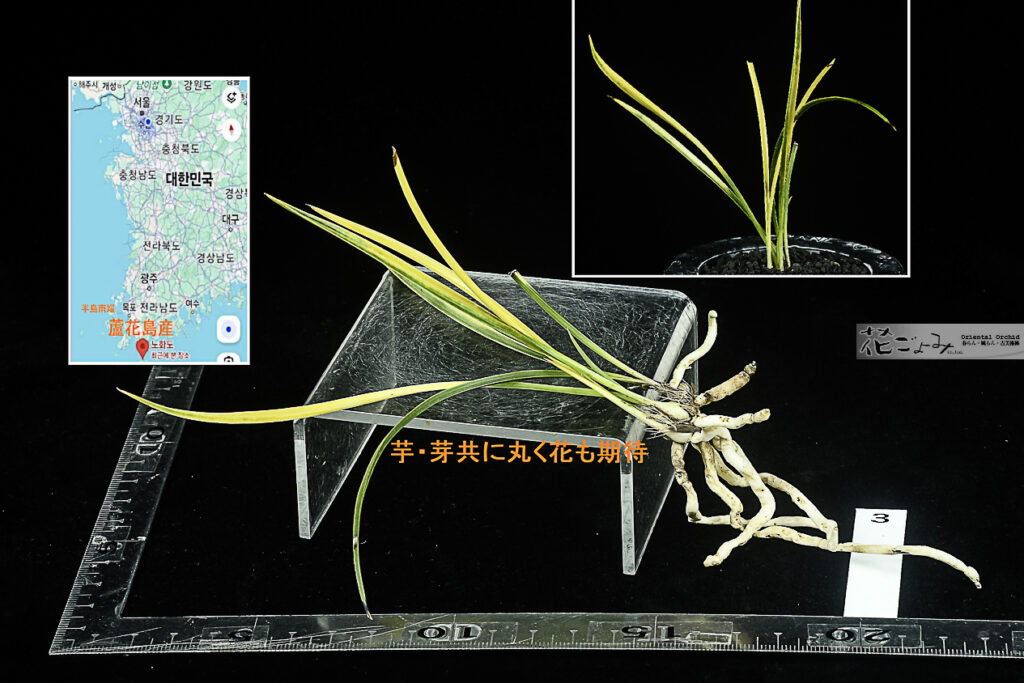 韓国・半島南端【蘆花島産・ホルモン付山採り栽培品・黄(オレンジ系)曙3】坪採り・未開花