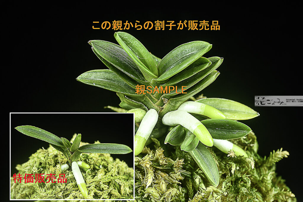 特価品【千載・萠黄大覆輪】