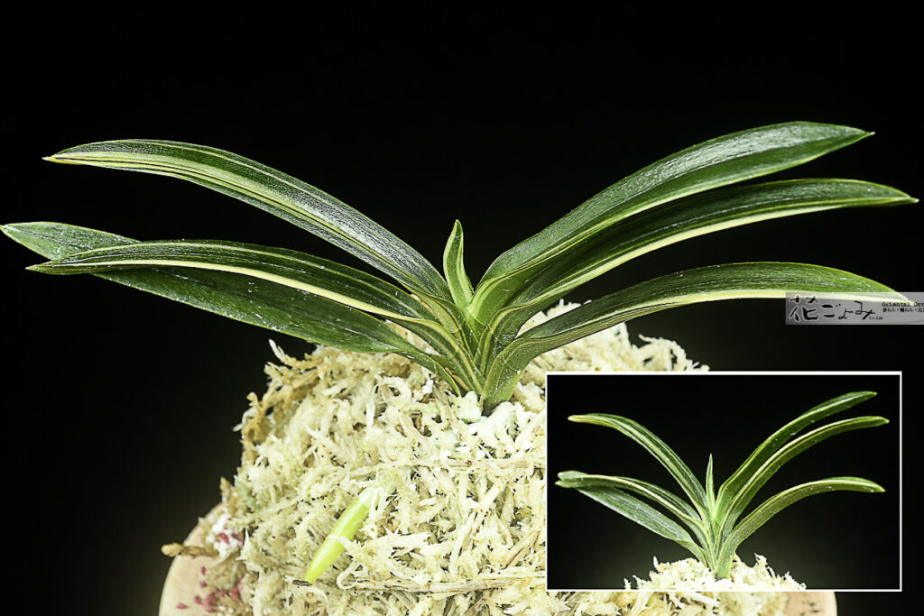 青軸青根・上柄・雪白散斑縞芸【白妙】