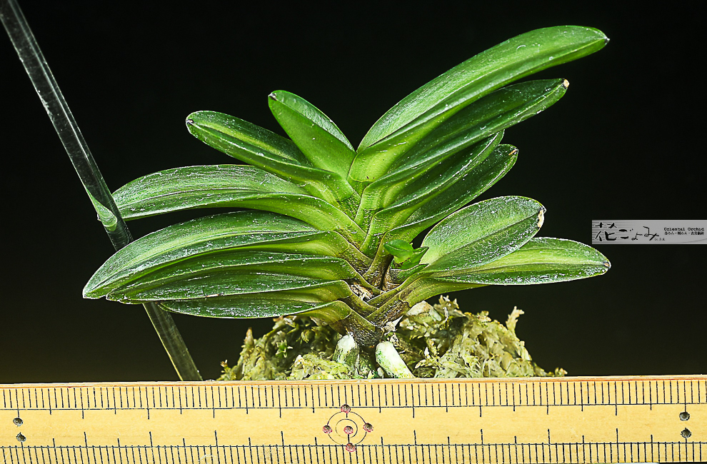 f-5994