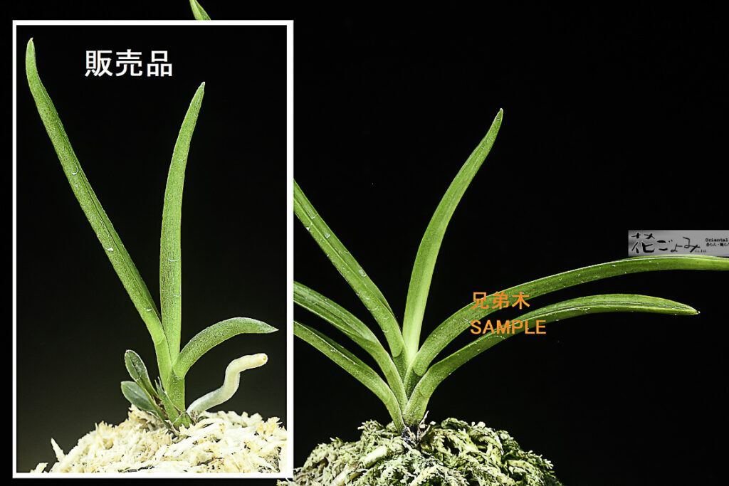親のタチ長壽楽芸の子【136建国】種木